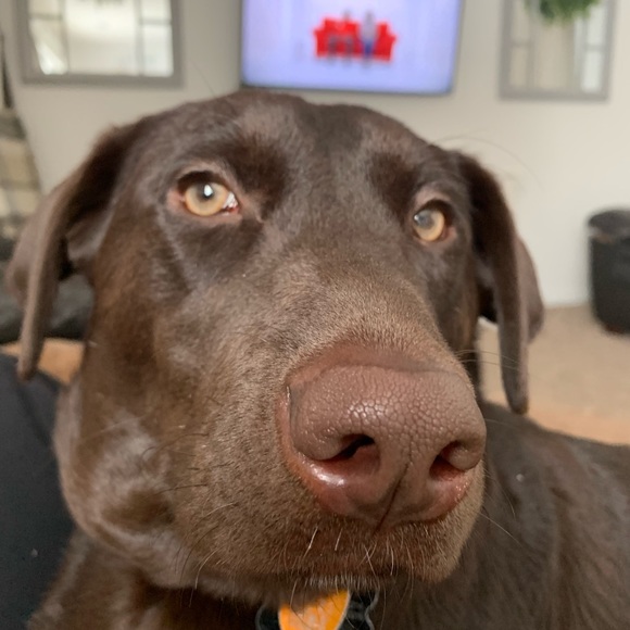 Meet your Posher, Abbey - Picture 1 of 1